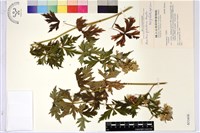 臺灣烏頭藏品圖，第2張