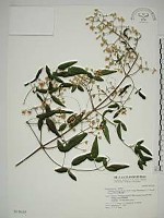 梨山小蓑衣藤藏品圖，第1張