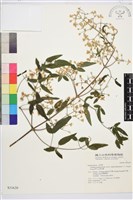 梨山小蓑衣藤藏品圖，第2張