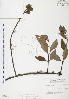 杜鵑桑寄生藏品圖，第1張