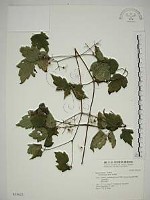 串鼻龍藏品圖，第1張