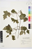 串鼻龍藏品圖，第2張