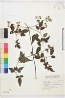 巴氏鐵線蓮藏品圖，第2張