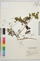 微毛爪哇唐松草藏品圖，第1張