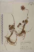 鐘花垂頭菊藏品圖，第1張