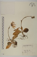 登錄號:S031640藏品圖，第1張