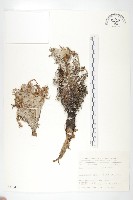 槲葉雪蓮花藏品圖，第1張
