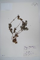 登錄號:S031644藏品圖，第1張