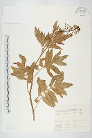 登錄號:S031652藏品圖，第1張