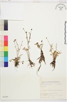 登錄號:S031655藏品圖，第1張