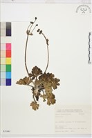 登錄號:S031661藏品圖，第1張