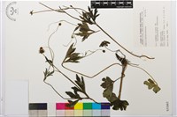 登錄號:S031663藏品圖，第1張