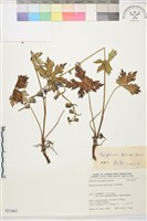 滇川翠雀花藏品圖，第1張