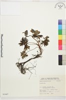 登錄號:S031667藏品圖，第1張