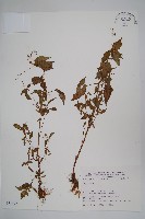 登錄號:S031672藏品圖，第1張