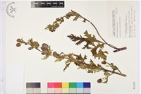 直緣烏頭藏品圖，第1張