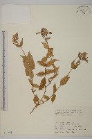 登錄號:S031685藏品圖，第1張