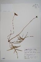 松葉雞蛋參藏品圖，第1張