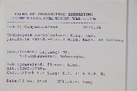 松葉雞蛋參藏品圖，第2張