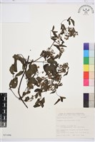 小蓑衣藤藏品圖，第1張