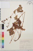 登錄號:S031697藏品圖，第1張