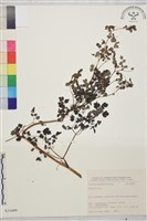 登錄號:S031699藏品圖，第1張