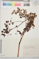 登錄號:S031700藏品圖，第1張