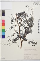 登錄號:S031701藏品圖，第1張