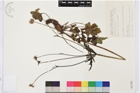 草玉梅藏品圖，第1張