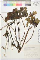 登錄號:S031704藏品圖，第1張