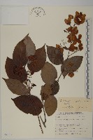 昆明山海棠藏品圖，第1張