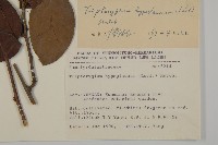 昆明山海棠藏品圖，第2張