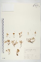 登錄號:S031709藏品圖，第1張