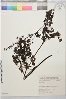 登錄號:S031710藏品圖，第1張