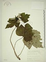 小白頭翁、野棉花藏品圖，第1張