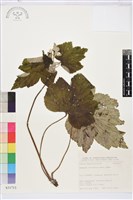 小白頭翁、野棉花藏品圖，第2張
