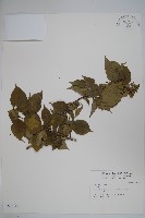 登錄號:S031717藏品圖，第1張