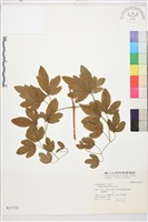 登錄號:S031722藏品圖，第1張