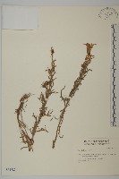 登錄號:S031727藏品圖，第1張