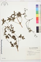 登錄號:S031738藏品圖，第1張