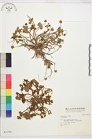 登錄號:S031739藏品圖，第1張