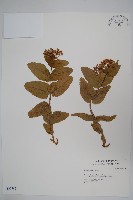 登錄號:S031747藏品圖，第1張