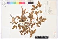 登錄號:S031748藏品圖，第1張