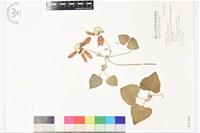 屏東鐵線蓮藏品圖，第2張