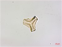 大花忍冬葉桑寄生藏品圖，第2張