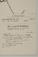 玉山抱莖籟簫藏品圖，第2張