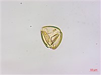 刀葉槲寄生、刀葉桑寄生藏品圖，第3張