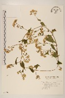 蔓澤蘭藏品圖，第1張