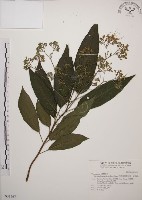 大青藏品圖，第1張