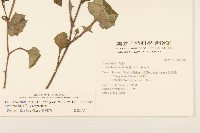 紫背草藏品圖，第2張